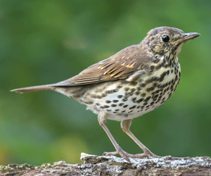 Хөөндэй (Дууч хөөндэй)